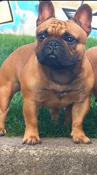 French Bulldog red fawn for breeding
