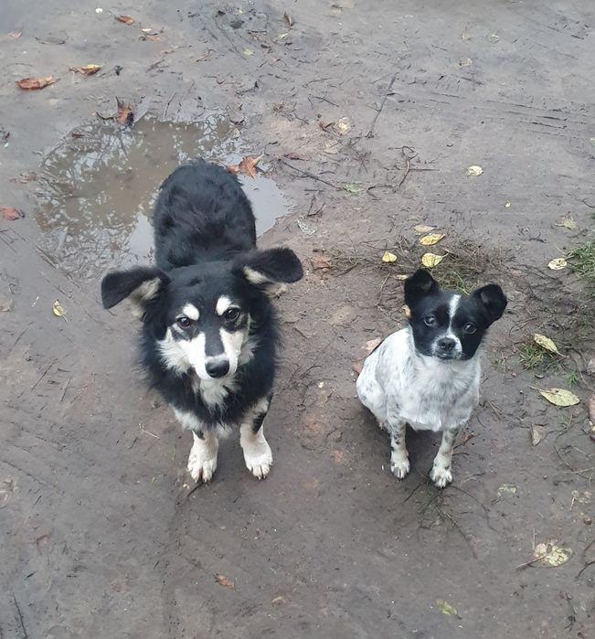 Собачки Безкоштовно.