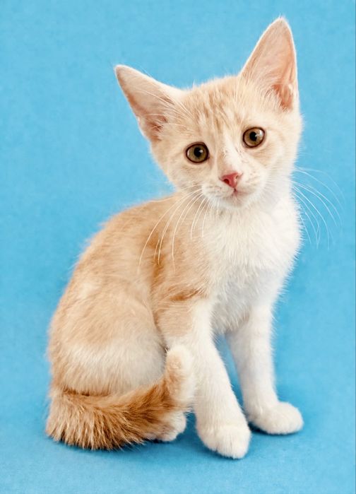 Котенок 2.5мес кремовый персиковый рыжий кошеня котик котята рудий к
