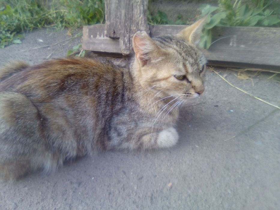 Пропала Кішка місто Дружківка винагорода за знаходження