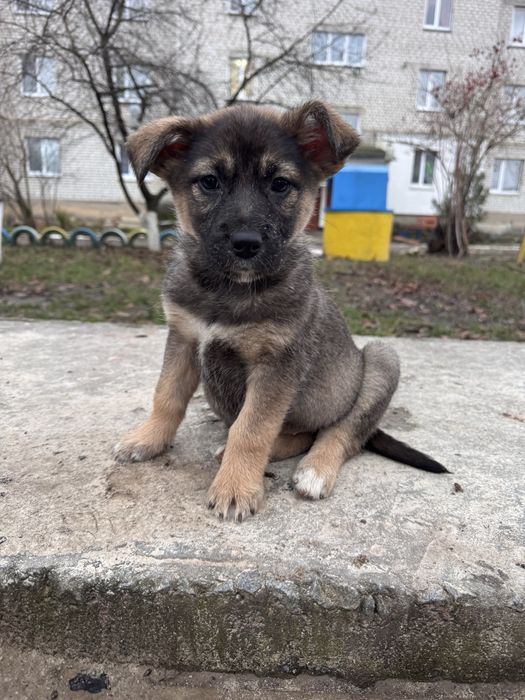 Віддам в добрі руки цуценя