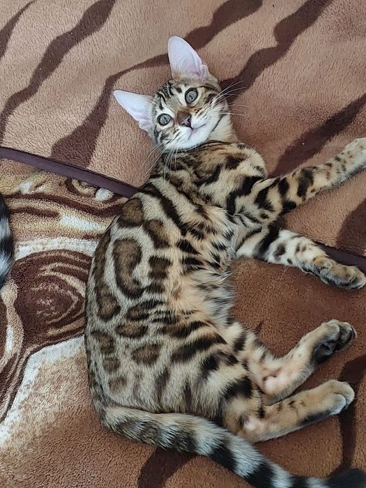 Бенгалка кошечка, кошеня