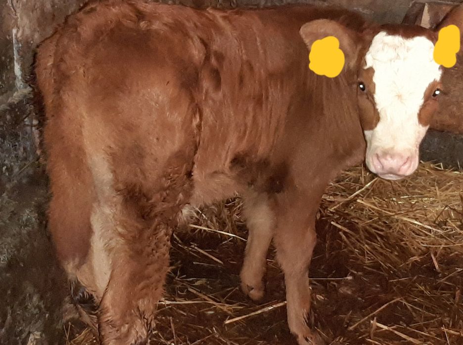 Sprzedam piękne mięsne cielaki