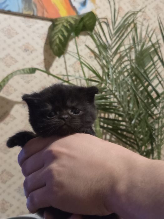 Скотіш фолд. Вʼязка