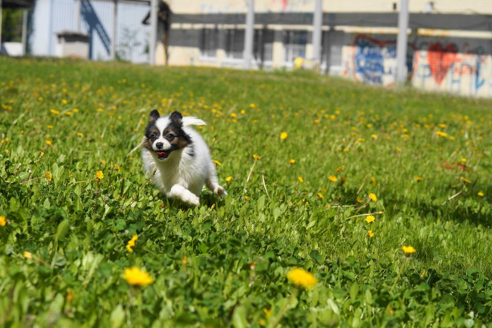 Папийон папильон бабочки