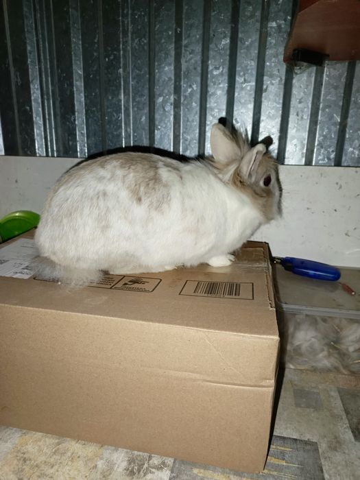 sprzedam królik miniaturka