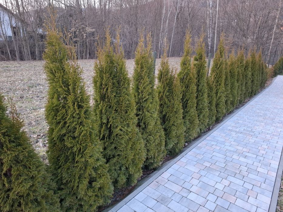 Thuja Szmaragd ZA PÓŁ CENY wysokości 200-215, 170-190, 140-160 120-130