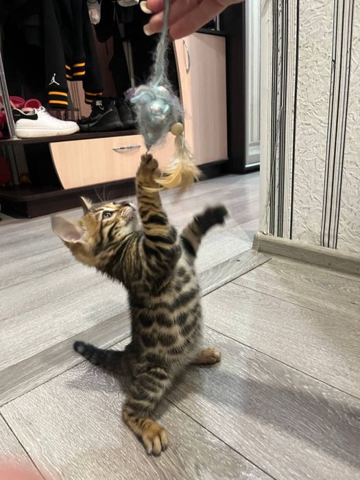 Бенгальские котята