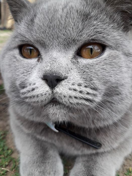 Шотландський прямовухий котик чекає на в'язкуВ'язка