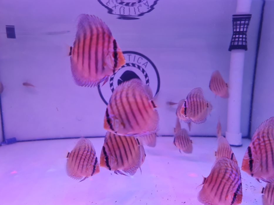 Paletki Dyskowce Brillant Turkus Piwowarski