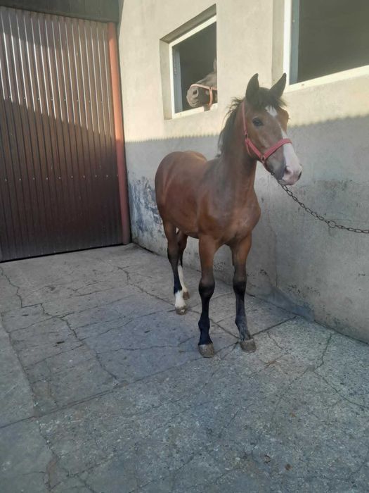 Sprzedam ogierka rocznego