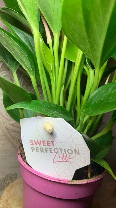 Антуриум  Лілі --міні сорт