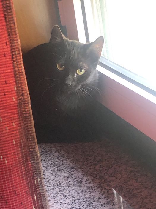 Gatinho bebe para adocao