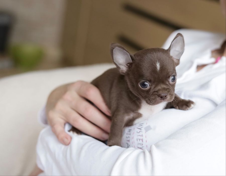 Chihuahua FCI chłopak