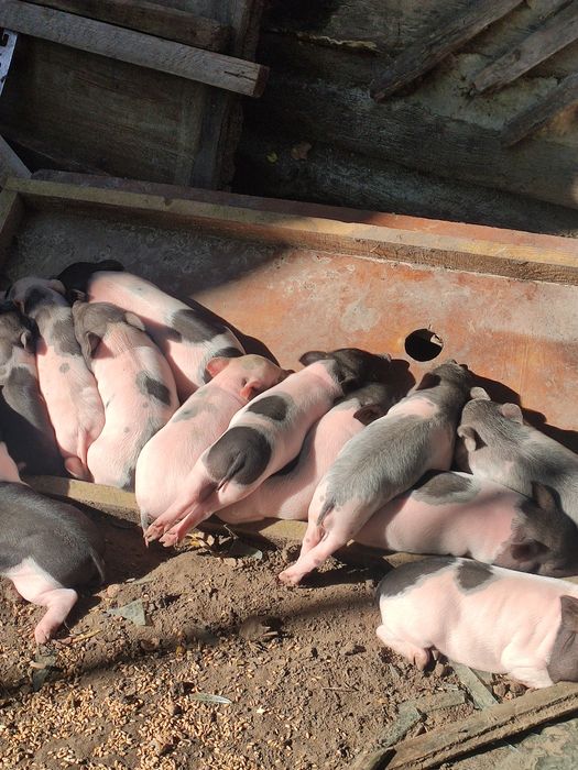 Вьетнамські поросята ,кнур,кабанчик