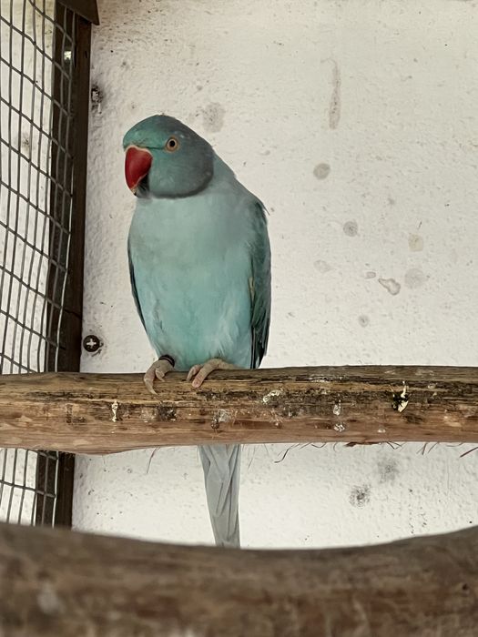 RING NECK BEBÉS 4 AVES