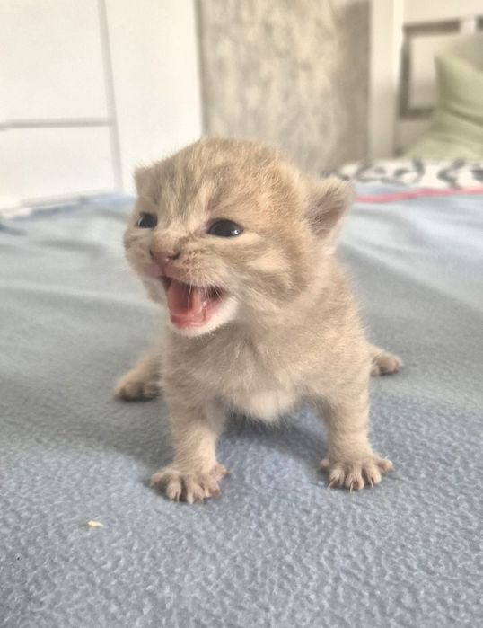 Кошенята ScottishF
Scottish Fold
09.06.2026

Мама Scottish Fold попеляста 

Татко Scottish Fold білий

За детальною інфо і для броні звертатися в пп