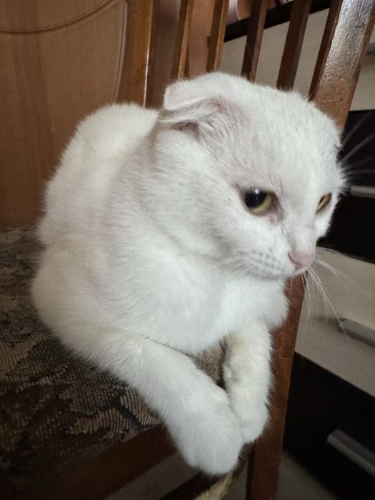 Кішка вислоухая біла