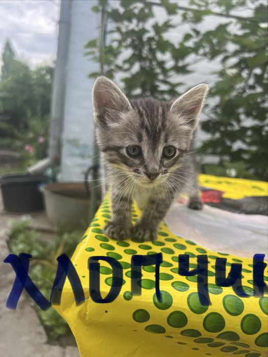 Віддамо кошеняток в хороші руки
