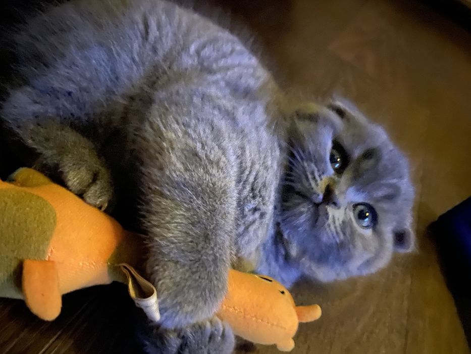 Кошенята британські