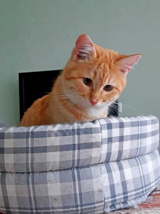 Кошечка Хани ищет дом