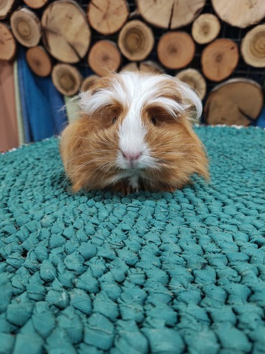 Самка,коронет,морська свинка.