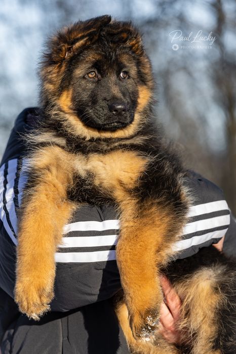 Цуценята німецької вівчарки КСУ