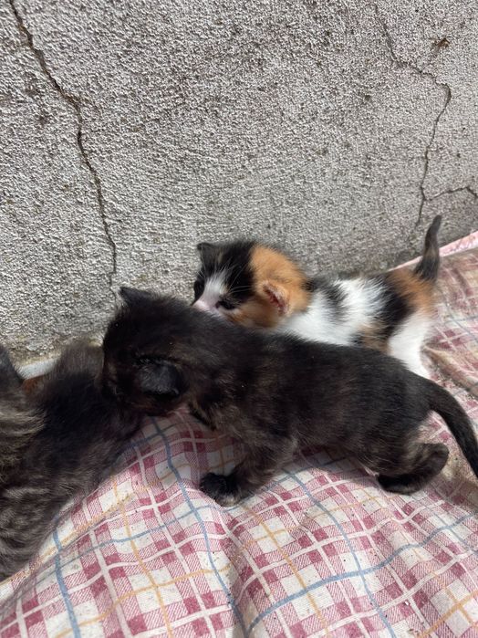 Gatinhas procuram novo lar