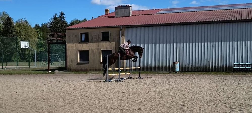 5 letnia gniada klacz AES koń sportowy