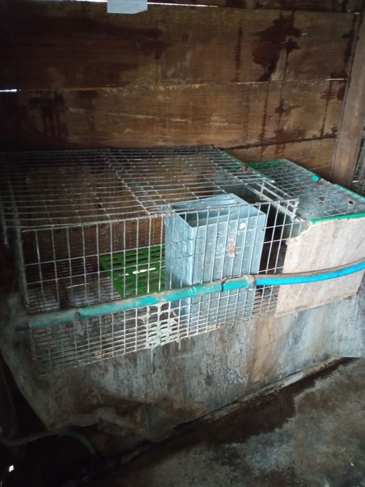 Coelhos (Coelheiras para venda)