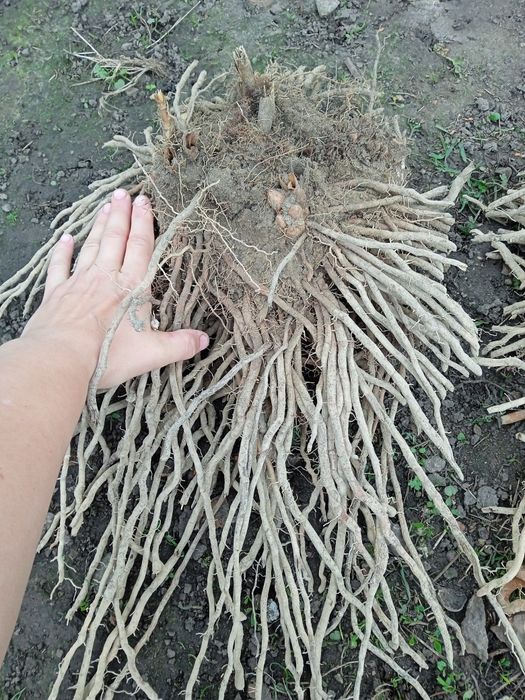 Продам саджанці спаржи