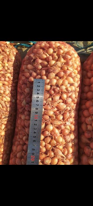 Лук севок, тиканка, арпаж Штутгарт, Делфін