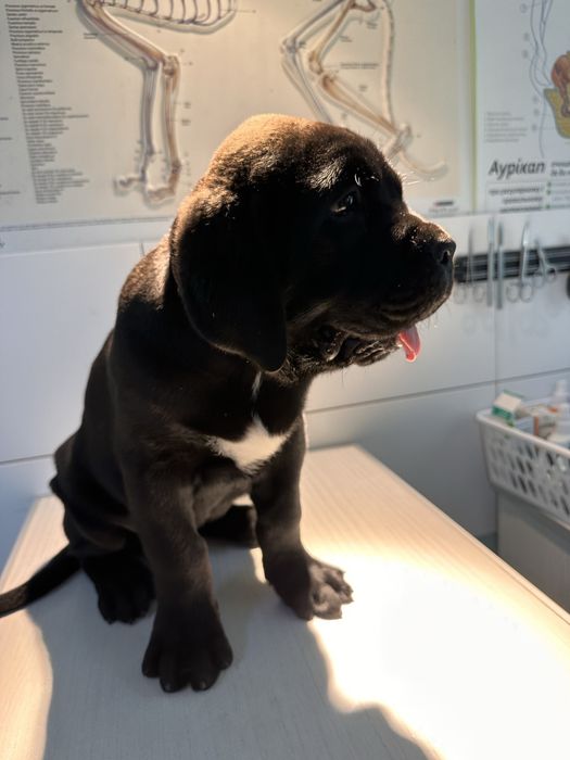 Покер хлопчик 1,5 міс кане-корсо