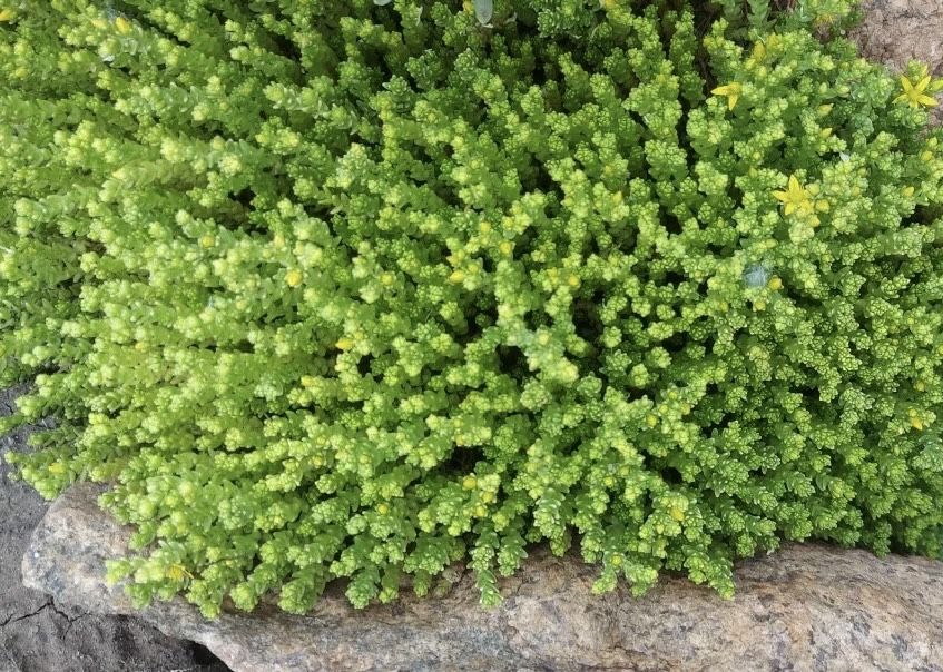 Седум очиток їдкий Єллоу Квін (Sedum acre Yellow Queen)