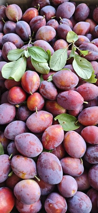 Ameixas e batatas