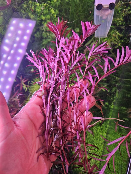 Rotala Rotundifolia 'Blood Red'