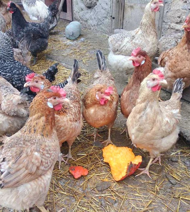 Инкубационное яйцо Доминант( цветное яйцо)