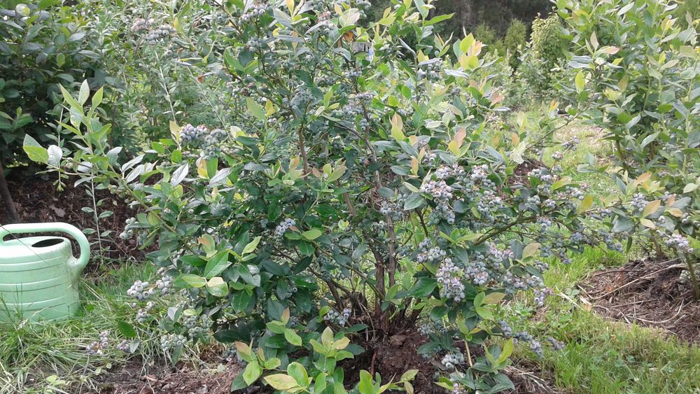 Sprzedam Piękne Krzewy Borówki Amerykańskiej