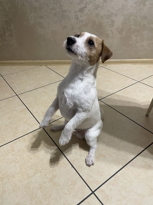 Вязка Джек рассел терьер