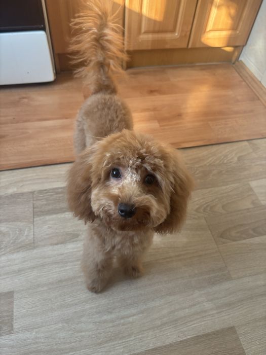 Вязка той-пудель (карликовый)