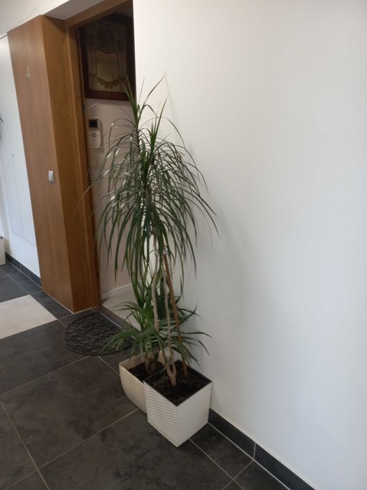 duże kwiaty domowe dracena do biura kancelarii