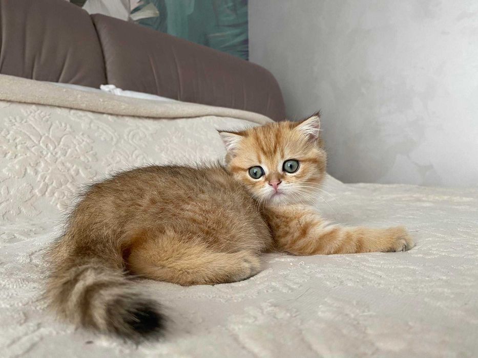 Зеленоглазый мальчик скоттиш страйт