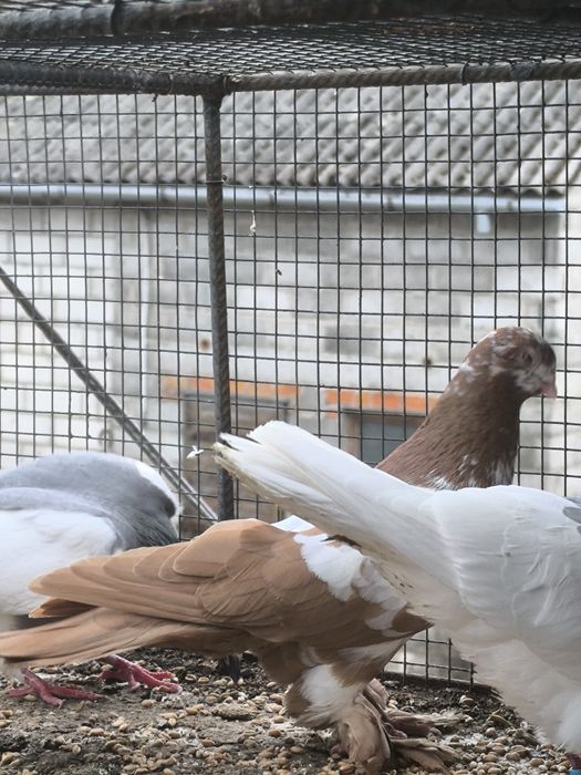 Wiedyn żółty samiec