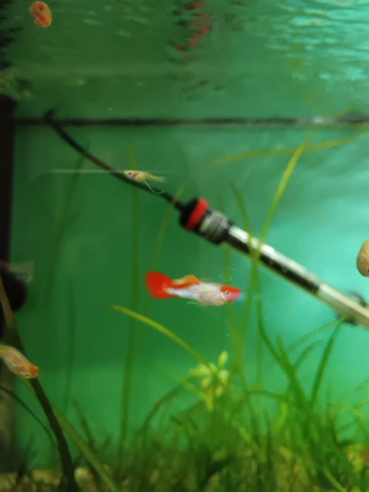 Guppys koi (guppys de linhagem)