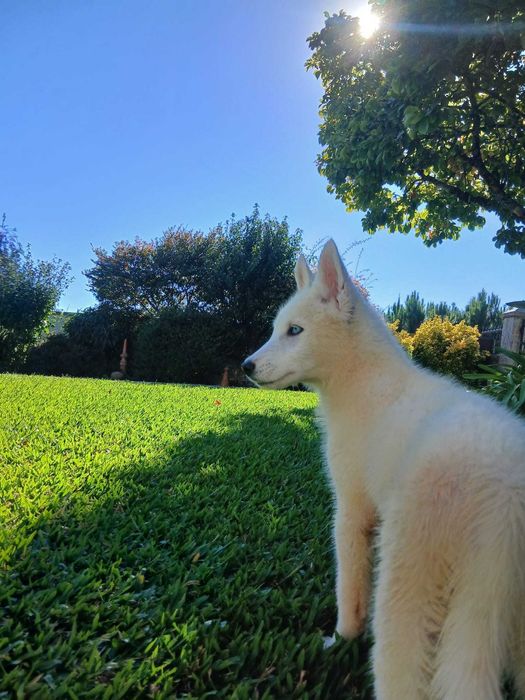 Husky Siberiano Macho