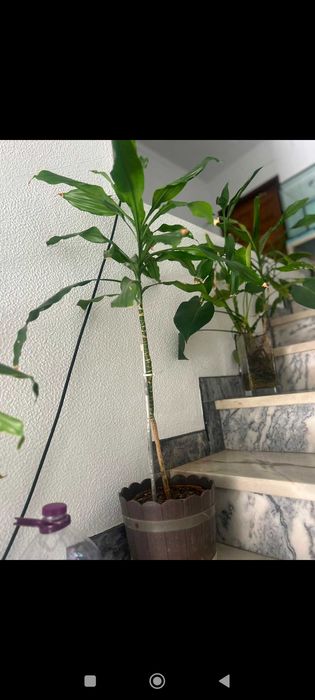 Plantas diversas