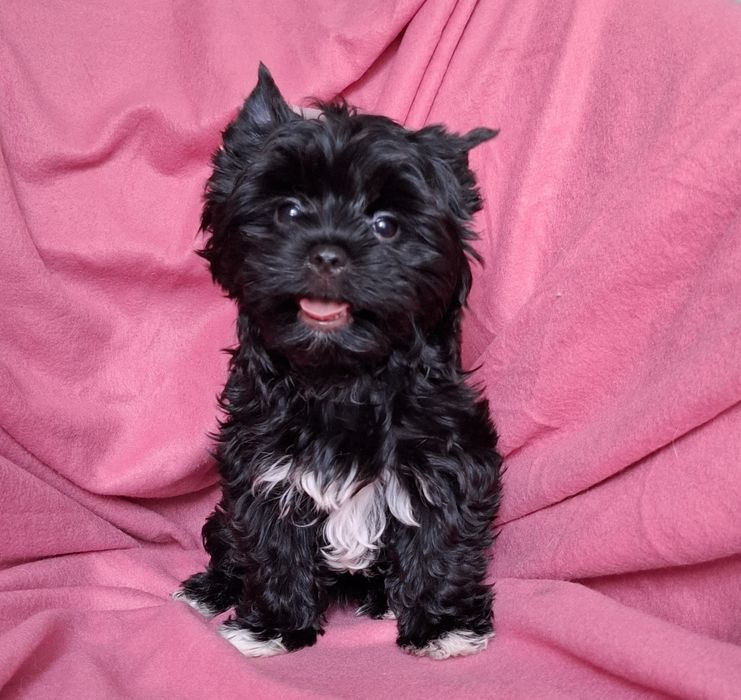 Śliczna suczka Yorkshire Terrier Black
