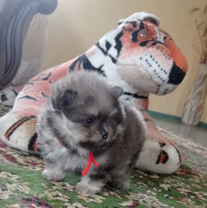 Померанский шпиц редкого окраса