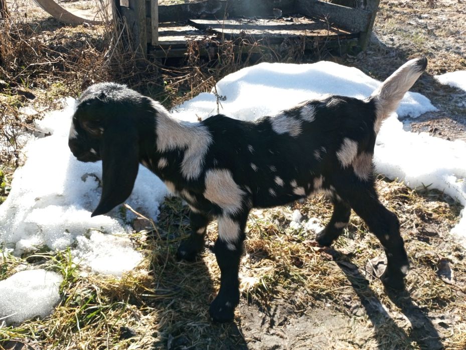 Козенята каморі-нубійські