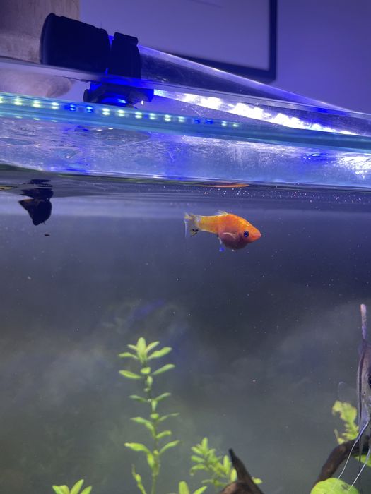 2 molly amarelo/preto